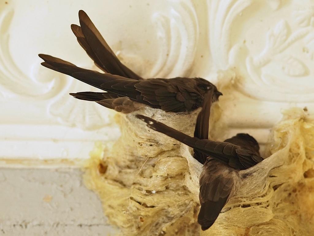 Parfum Pemikat Burung Walet – Nomor 1 di Indonesia